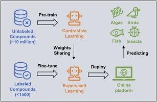 PE-GCL: Advancing pesticide ecotoxicity prediction with graph contrastive learning