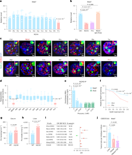 Proline exacerbates hepatic gluconeogenesis via paraspeckle-dependent mRNA retention