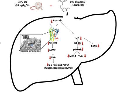 Citronellal Alleviates Insulin Resistance in High-Fat Diet/Streptozocin Model: Role of Asprosin/Olfactory Receptor Axis