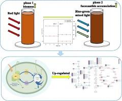 Enhancement of fucoxanthin accumulation in Phaeodactylum tricornutum by light quality and intensity shift strategy