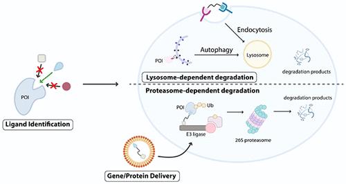 Protein-Based Degraders: From Chemical Biology Tools to Neo-Therapeutics