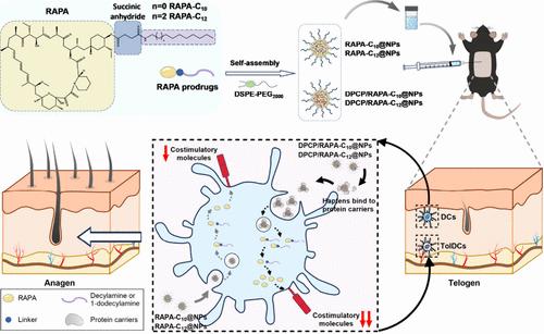 Nanoparticle Adjuvants Incorporating Haptens Drive Potent Immune Tolerance to Accelerate Hair Regrowth