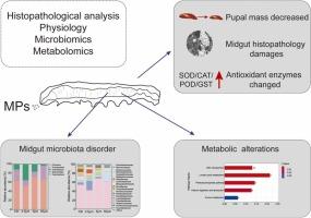 Disruption of Midgut Homeostasis by Microplastics in Spodoptera frugiperda: Insights into Inflammatory and Oxidative Mechanisms