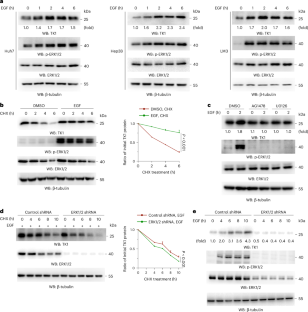 ERK–USP9X-coupled regulation of thymidine kinase 1 promotes both its enzyme activity-dependent and its enzyme activity-independent functions for tumor growth