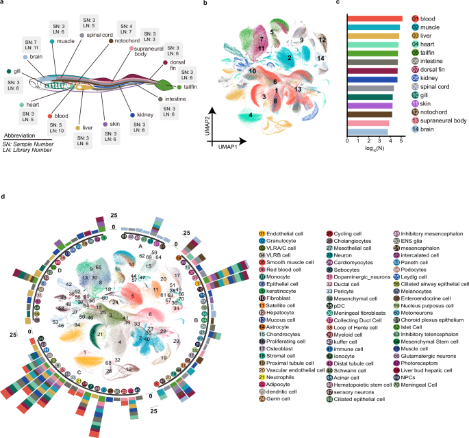 Single-cell transcriptome atlas of lamprey exploring Natterin- induced white adipose tissue browning