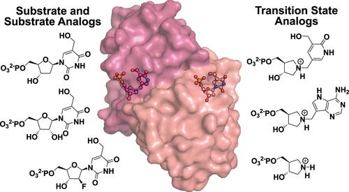Transition State Analogs of Human DNPH1 Reveal Two Electrophile Migration Mechanisms