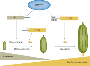 Bitterness and seedlessness decoded