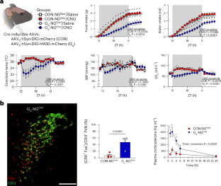 Mechanosensitive neurons innervating the gut and heart control metabolic and emotional state