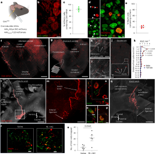 Mechanosensation of the heart and gut elicits hypometabolism and vigilance in mice