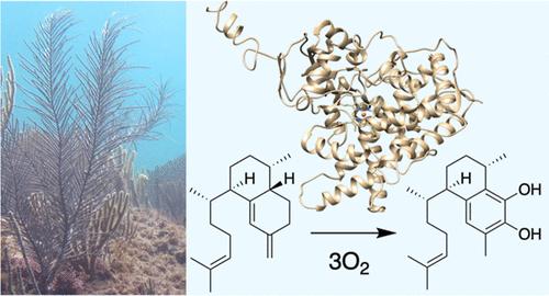 Pseudopterosin Biosynthesis: Unravelling a Decades Old Problem in Animal Specialized Metabolism