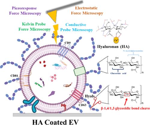 Unveiling the Electrical Properties of Hyaluronan-Coated Cancer Extracellular Vesicles Using Correlative Scanning Probe Microscopy-Based Nano-Electrical Modes