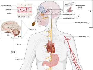 How does oxytocin modulate human behavior?