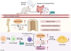 Gut microbiota dysbiosis involved in decabromodiphenyl ether-induced bone homeostasis disorder through inflammaging