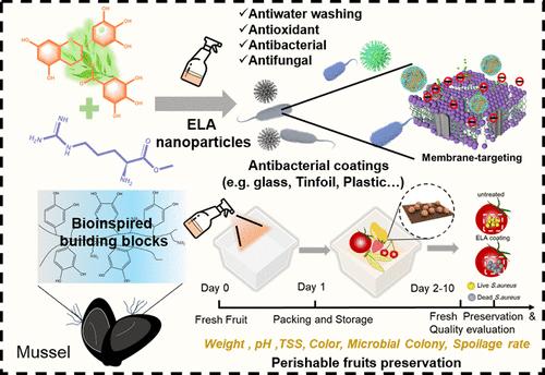 Bioinspired Assembly of Natural Polyphenol-Amino Acid Surfactants as Multifunctional Durable Coatings for Anticorrosion Fruit Packaging