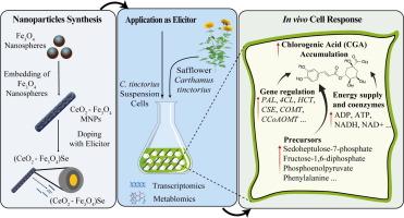 De Novo synthesis of selenium-doped CeO2@Fe3O4 nanoparticles for improving secondary metabolite biosynthesis in Carthamus tinctorius cell suspension culture