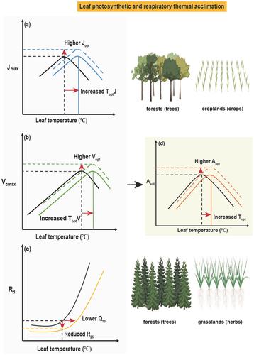 Leaf Photosynthetic and Respiratory Thermal Acclimation in Terrestrial Plants in Response to Warming: A Global Synthesis