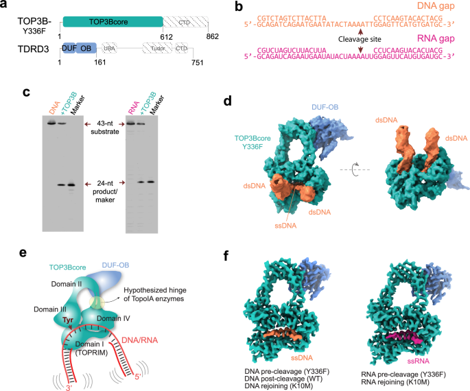 Structural insights into human topoisomerase 3β DNA and RNA catalysis and nucleic acid gate dynamics