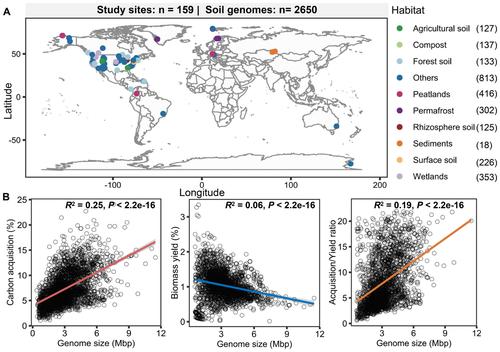 A Global Relationship Between Genome Size and Encoded Carbon Metabolic Strategies of Soil Bacteria