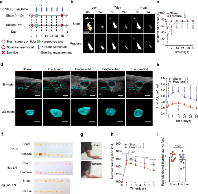 Lymphatic platelet thrombosis limits bone repair by precluding lymphatic transporting DAMPs