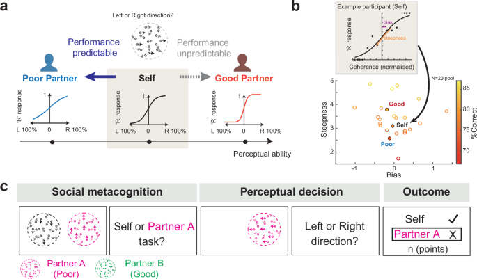 Asymmetric projection of introspection reveals a behavioural and neural mechanism for interindividual social coordination