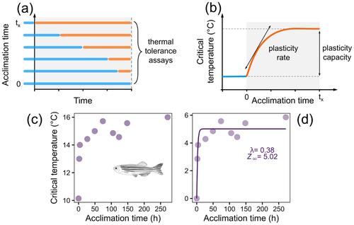 High Capacity for Physiological Plasticity Occurs at a Slow Rate in Ectotherms