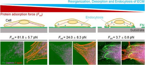 Adsorption Force of Fibronectin Regulates Protein Reorganization, Desorption, and Endocytosis