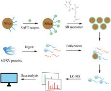 Glycosylation profiling of monkeypox virus structural proteins with poly Ser-Arg materials†