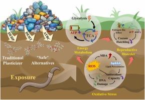 Do emerging alternatives pose similar soil ecological risks as traditional plasticizers? A multi-faceted analysis using earthworms as a case study