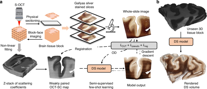 Enhanced multiscale human brain imaging by semi-supervised digital staining and serial sectioning optical coherence tomography