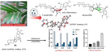 Spiroamentotaxols A–D: unprecedented 6/6/6/5/6/6/6/6 spiro-octacyclic bis-diterpene heterodimers from the endangered conifer Amentotaxus yunnanensis and their bioactivities†