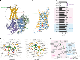 The structure and function of the ghrelin receptor coding for drug actions