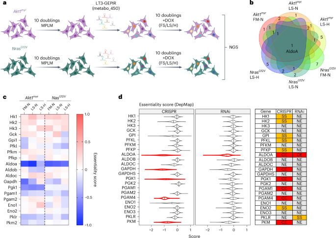 Targeting aldolase A in hepatocellular carcinoma leads to imbalanced glycolysis and energy stress due to uncontrolled FBP accumulation