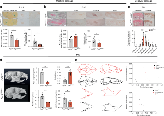 FGFR antagonists restore defective mandibular bone repair in a mouse model of osteochondrodysplasia