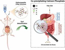 Co-precipitating Calcium Phosphate as Oral Detoxification of Cadmium