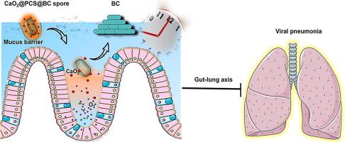 A spatiotemporal probiotic spore-loaded oxygen generator Resumes gut microbiome balance and Improves hypoxia for treating viral pneumonia