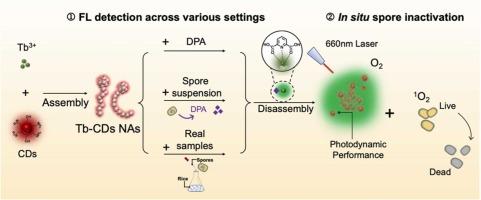 Versatile Tb3+–carbon-dot nanoplatform for fluorescence detection and in situ inactivation of bacterial spores