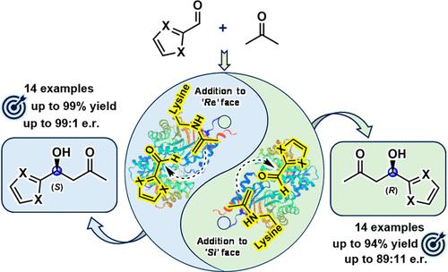Enantiodivergent Synthesis of Both (R)- and (S)-Heteroaryl Aldols by Rationally Engineered Aldolases