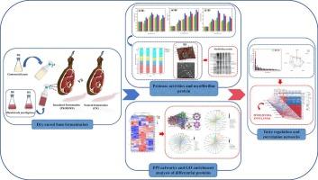 TMT-labelled quantitative proteomics reveals the mechanism of Rhodotorula mucilaginosa on proteolysis of dry-cured ham: Structural protein degradation, amino acid release and taste improvement