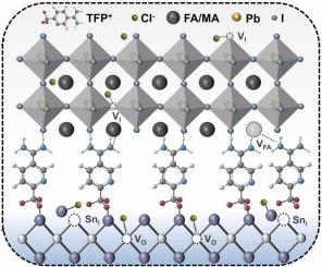 Double-anchored dipole buried interface enabling high-performance perovskite solar cells