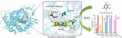 Construction of P450 Scaffold Biocatalysts for the Biodegradation of Five Chloroanilines