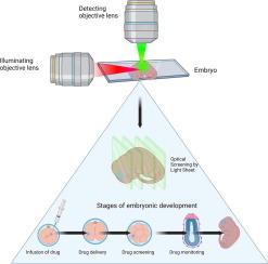 Light sheet fluorescence microscopy for monitoring drug delivery: Unlocking the developmental phases of embryos