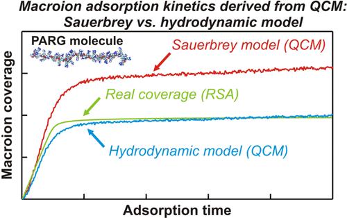 Kinetics of Macroion Adsorption on Silica: Complementary Theoretical and Experimental Investigations for Poly-l-arginine