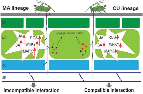 Differential activation of defense responses in cucumbers by adapted versus non-adapted lineages of the cotton-melon aphid