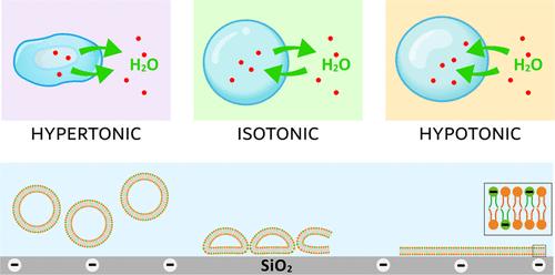 Formation of Highly Negatively Charged Supported Lipid Bilayers on a Silica Surface: Effects of Ionic Strength and Osmotic Stress