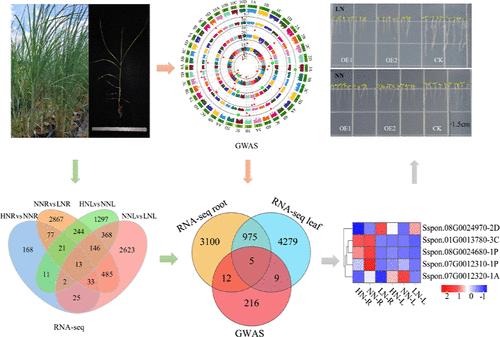 Deciphering the Genetic Basis of Sugar Cane (Saccharum spontaneum L) Root System and Related Traits under Nitrogen Stress through the Integration of Genome-Wide Association Studies and RNA-seq