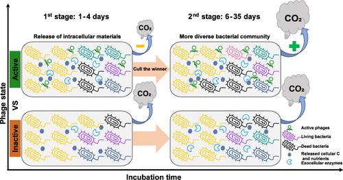 Phages Affect Soil Dissolved Organic Matter Mineralization by Shaping Bacterial Communities