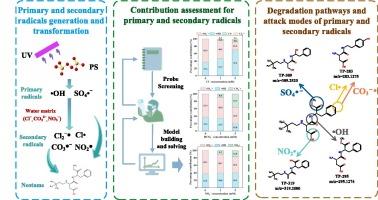 Kinetics, contributions, and pathways of the degradation of artificial sweeteners by primary and secondary radicals during UV/persulfate