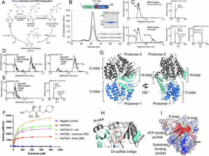 The molecular basis of Human FN3K mediated phosphorylation of glycated substrates