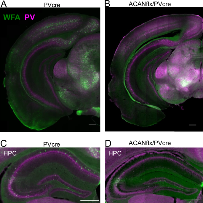 Differential impacts of germline and adult aggrecan knockout in PV+ neurons on perineuronal nets and PV+ neuronal function