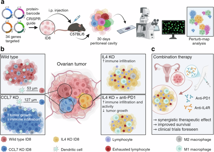 Immunotherapy in ovarian cancer: spatial functional genomics to unravel resistance mechanisms